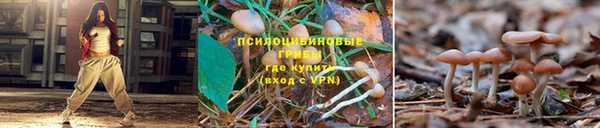 трава Арсеньев